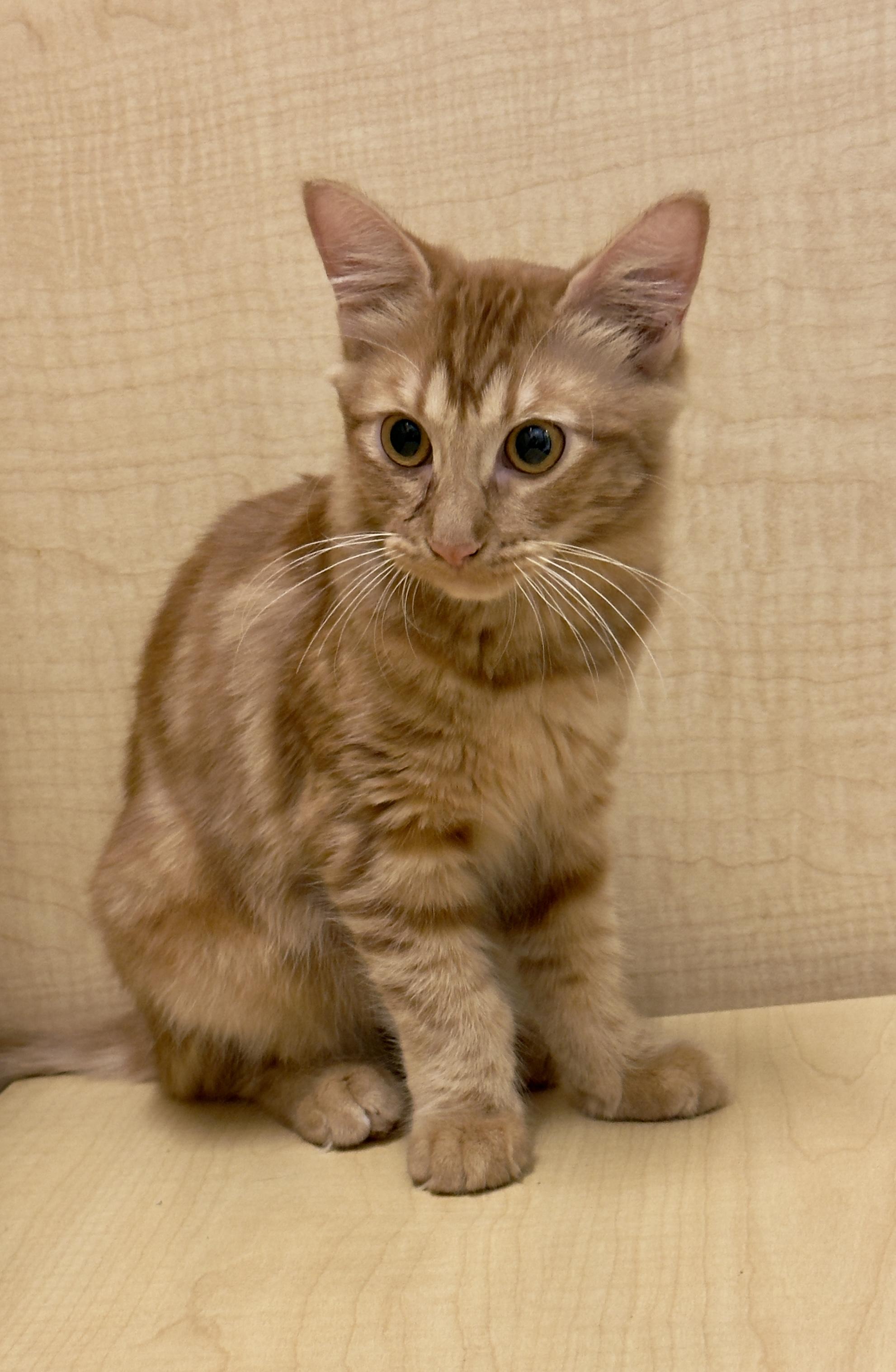 Enlarge Mikey, a Adoptable Domestic Medium Hair in Mobile, AL image 1/3