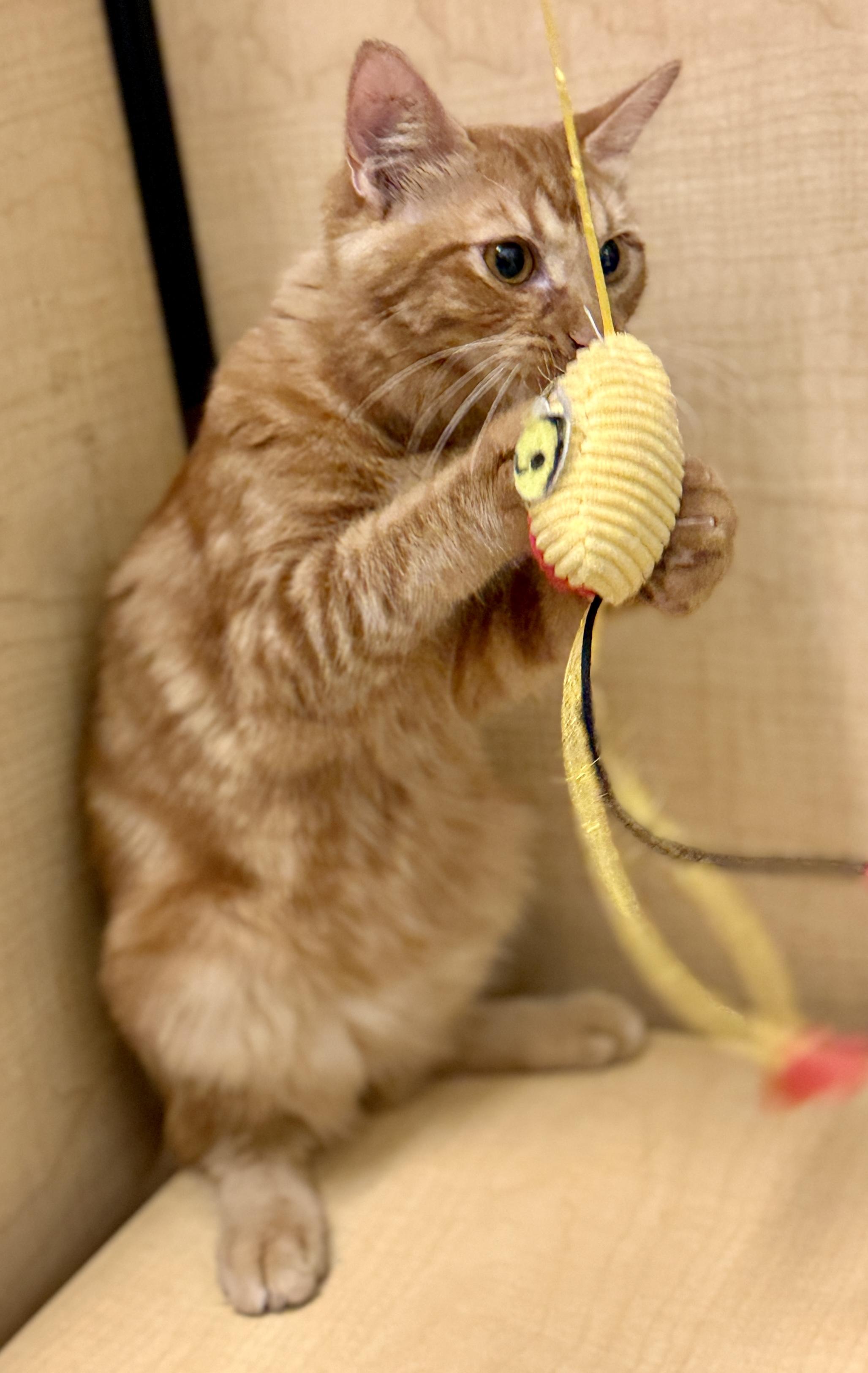 Enlarge Mikey, a Adoptable Domestic Medium Hair in Mobile, AL image 2/3