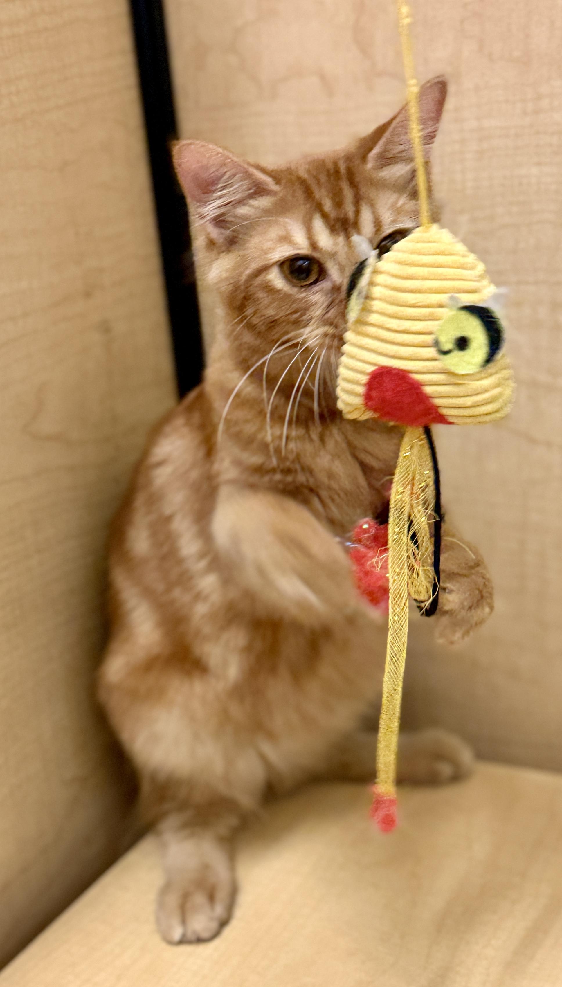 Enlarge Mikey, a Adoptable Domestic Medium Hair in Mobile, AL image 3/3