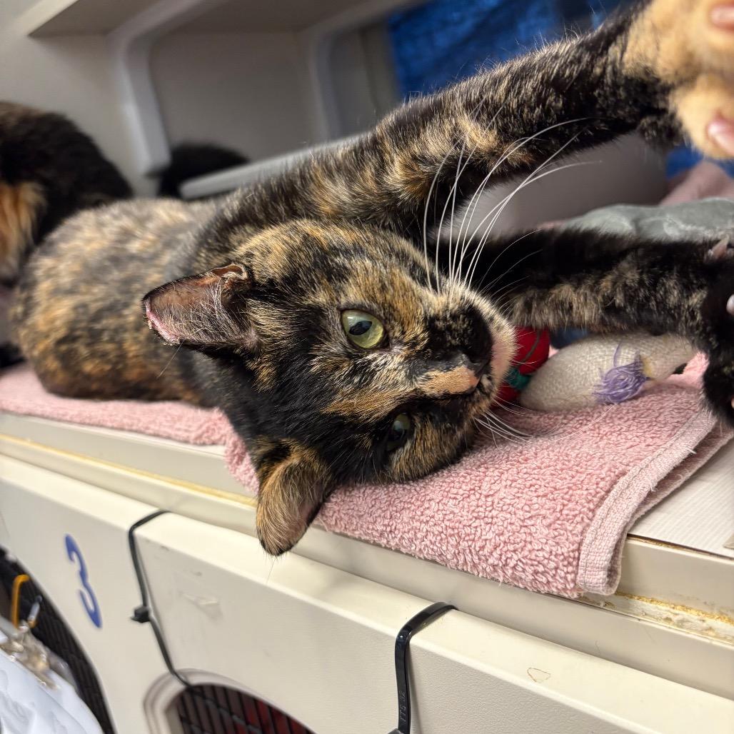 Snickerdoodle, Adoptable, Adult Female Domestic Short Hair.