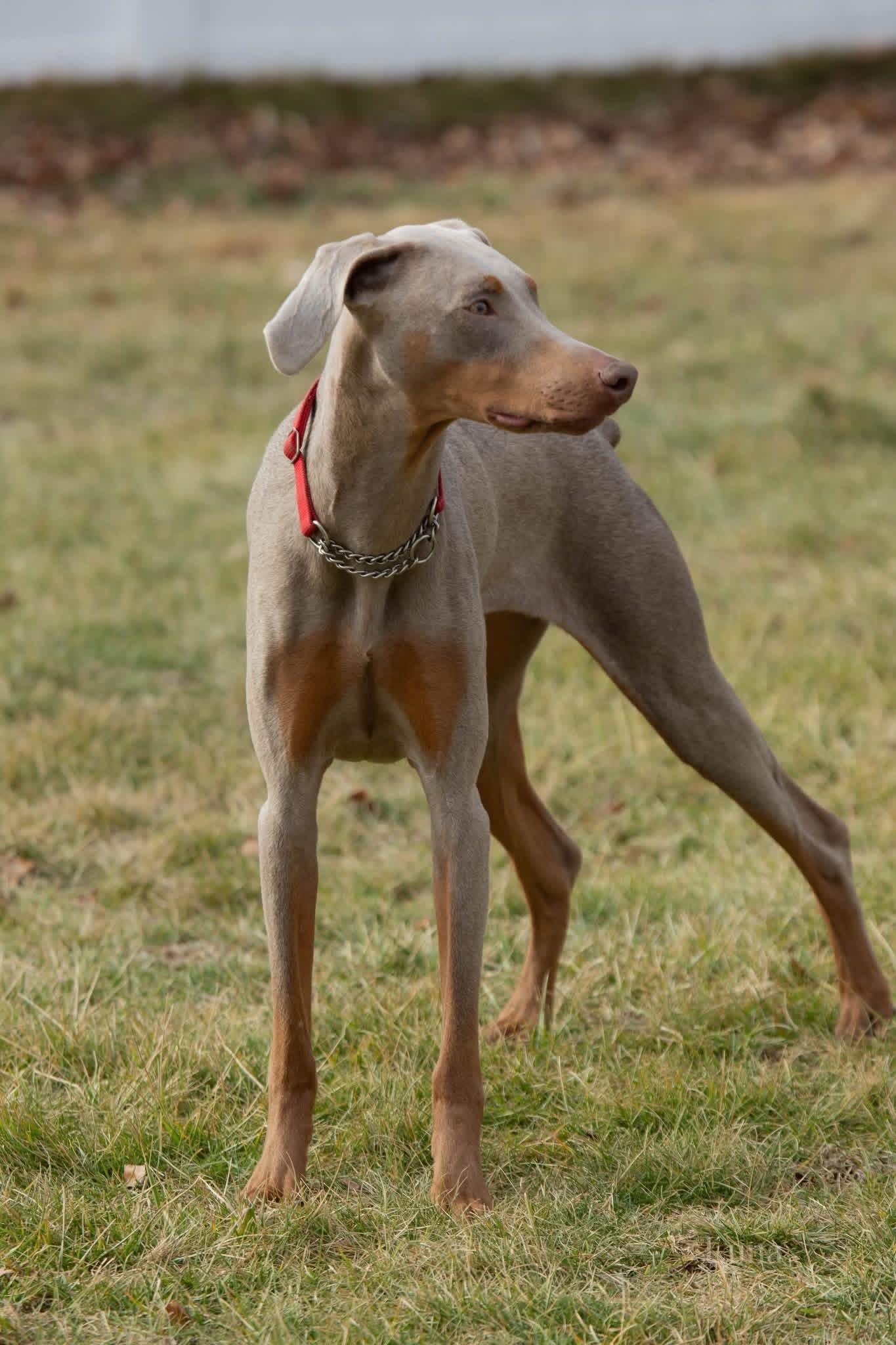 Luna, a ADOPTABLE Doberman Pinscher in Louisville, KY image 5/5