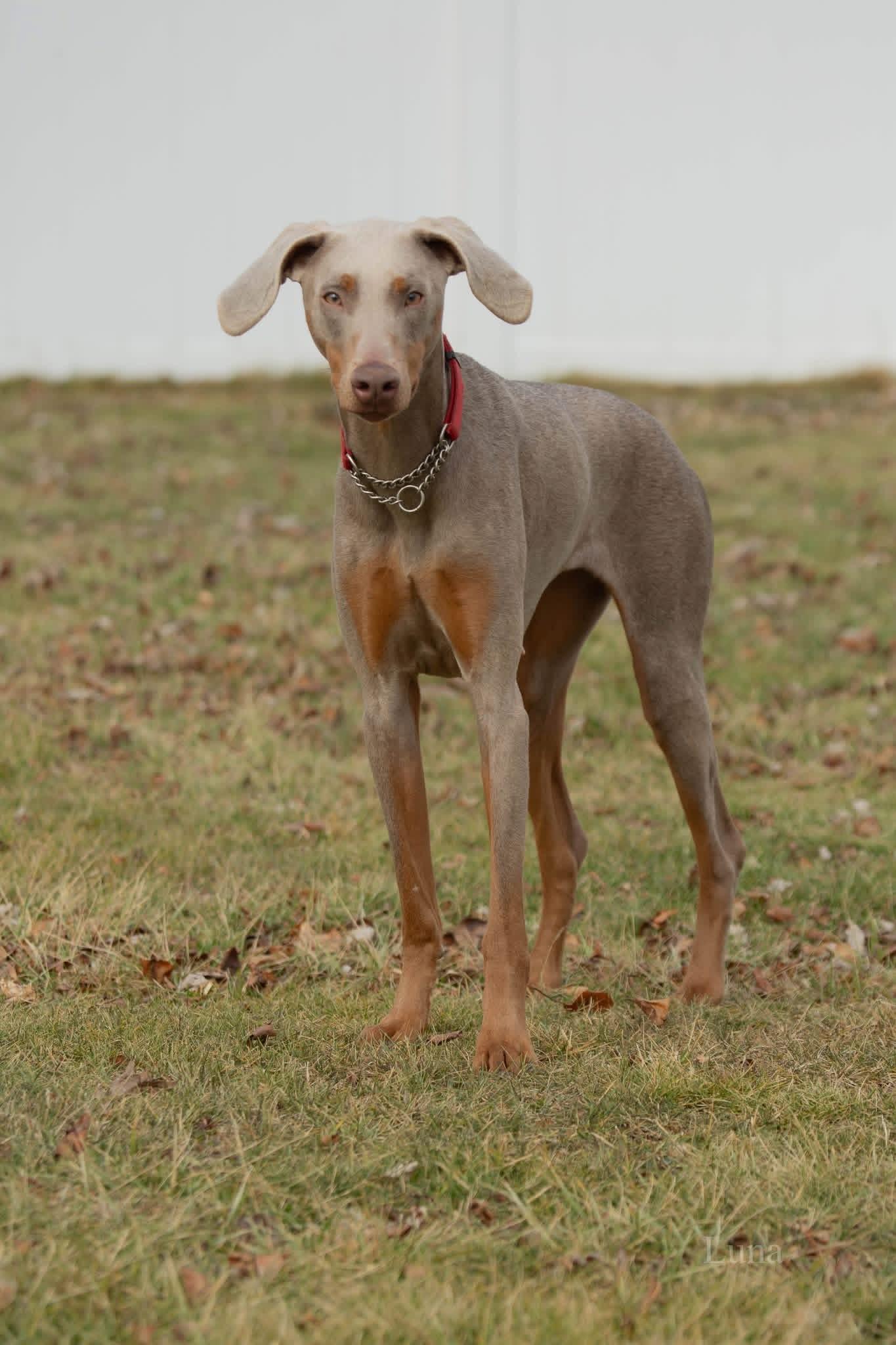 Luna, a ADOPTABLE Doberman Pinscher in Louisville, KY image 4/5