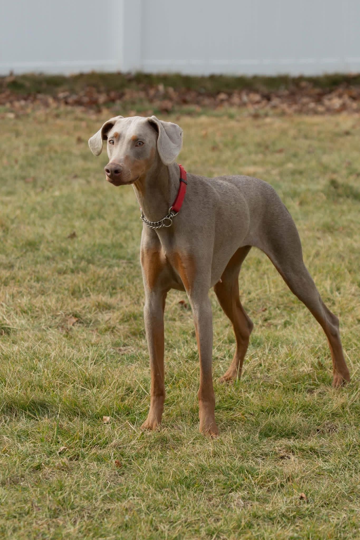 Luna, a ADOPTABLE Doberman Pinscher in Louisville, KY image 1/5