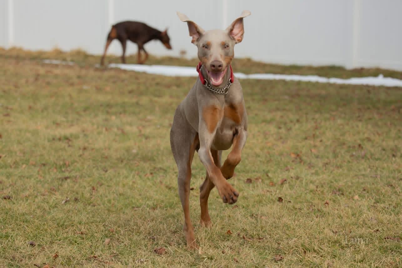 Luna, a ADOPTABLE Doberman Pinscher in Louisville, KY image 2/5