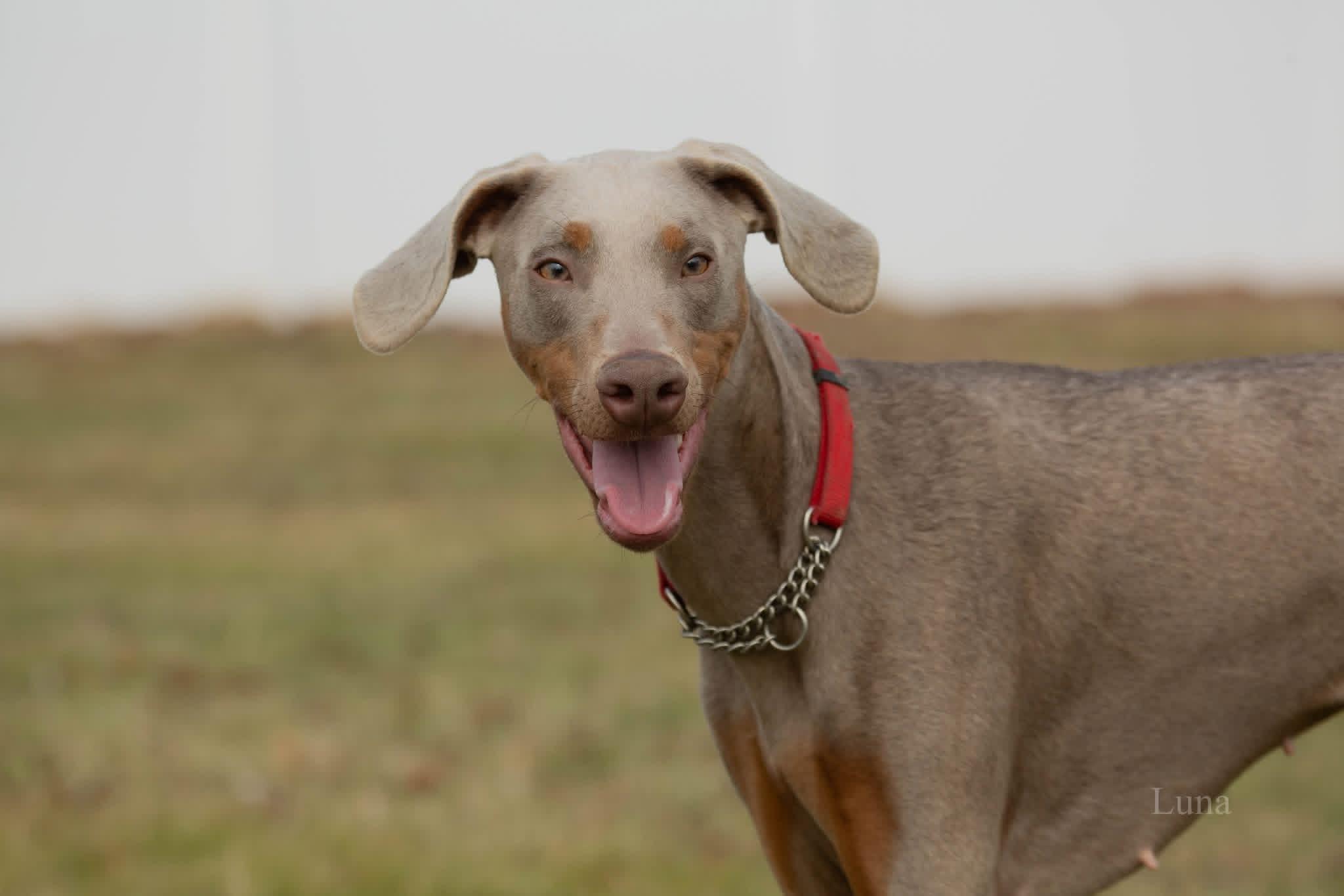 Luna, a ADOPTABLE Doberman Pinscher in Louisville, KY image 3/5