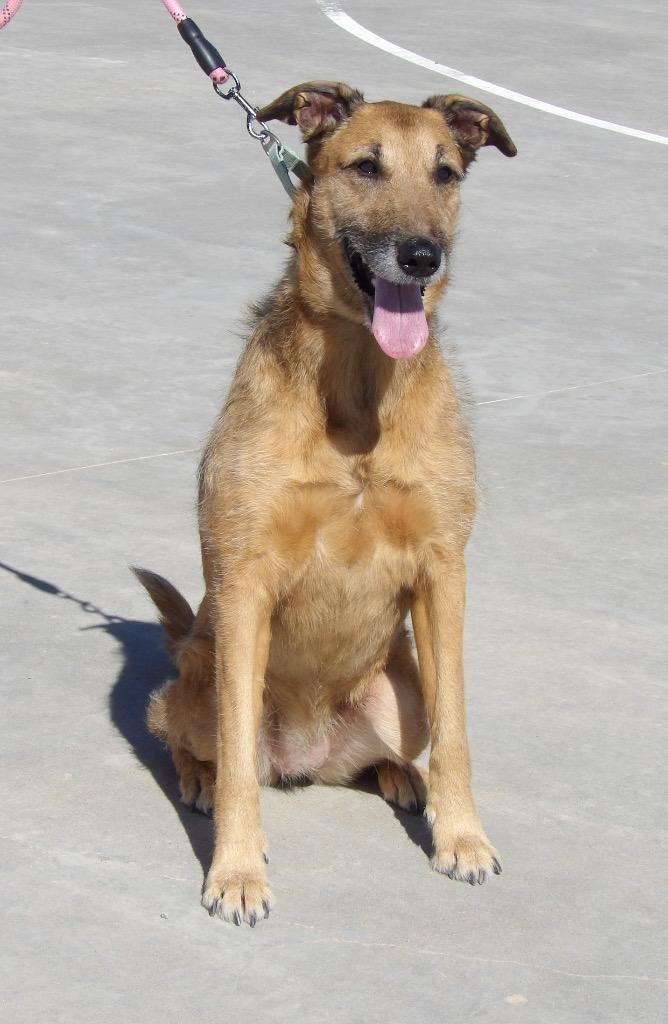 Kia, Adoptable, Adult Female Mixed Breed & Airedale Terrier.