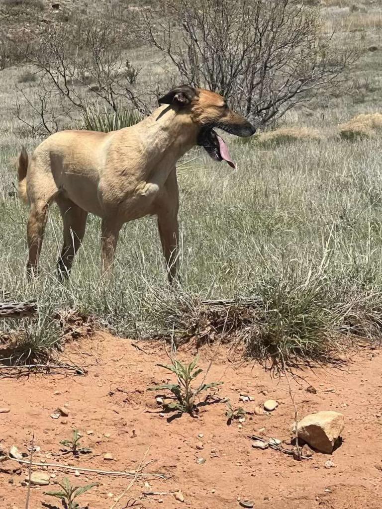 Enlarge Kia, a Adoptable mixed breed in Tucumcari, NM image 1/1