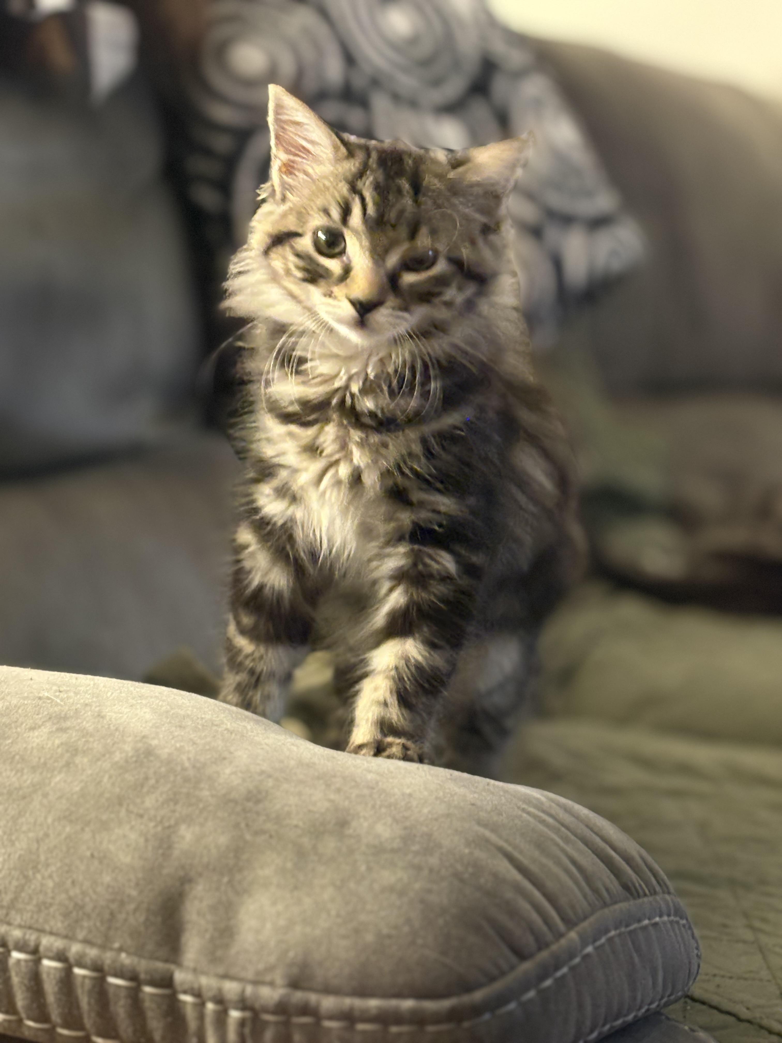 Minnie, a Adopted Domestic Long Hair in Riverside, RI image 1/3