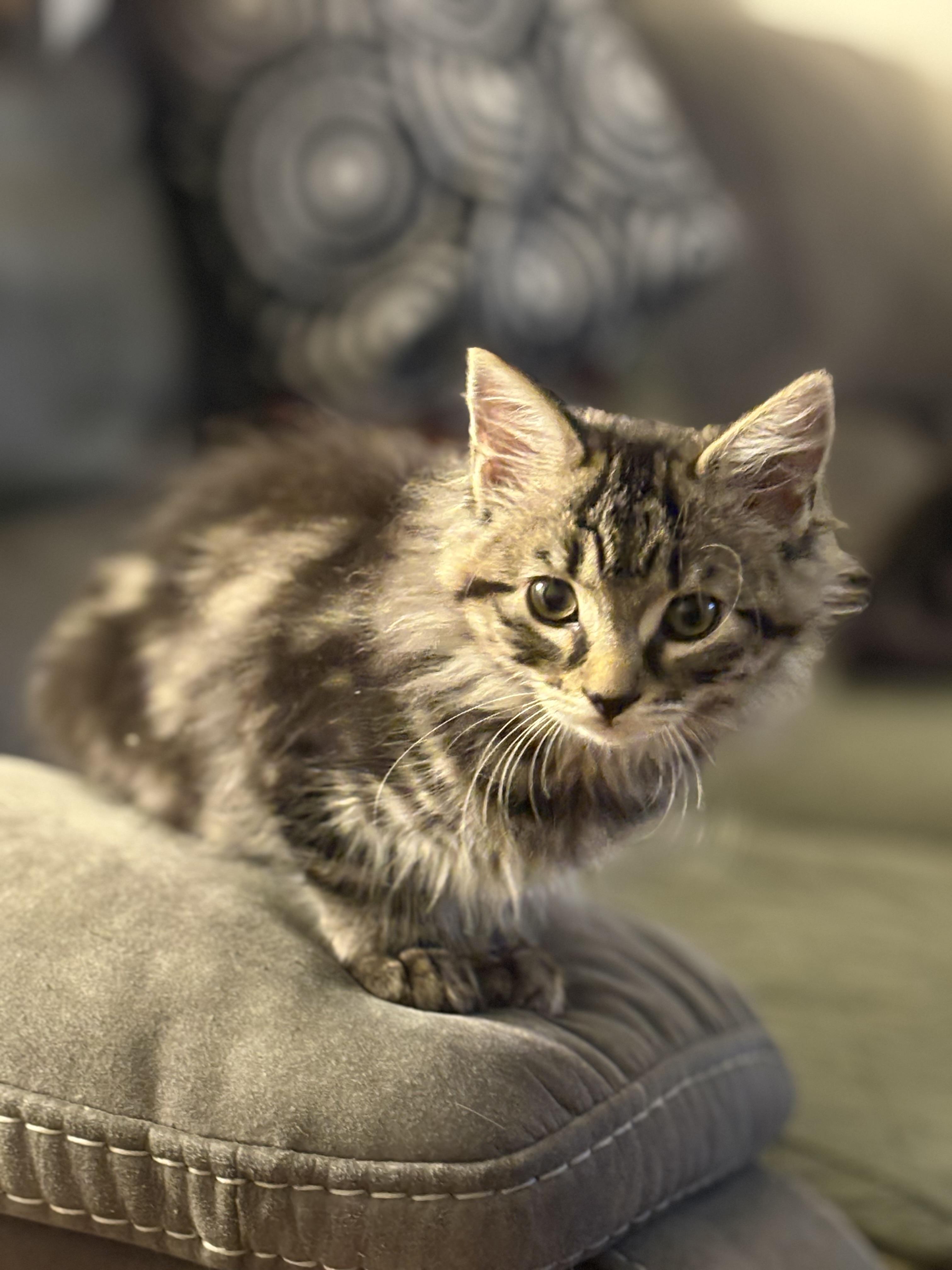 Minnie, Adopted, Kitten Female Domestic Long Hair.