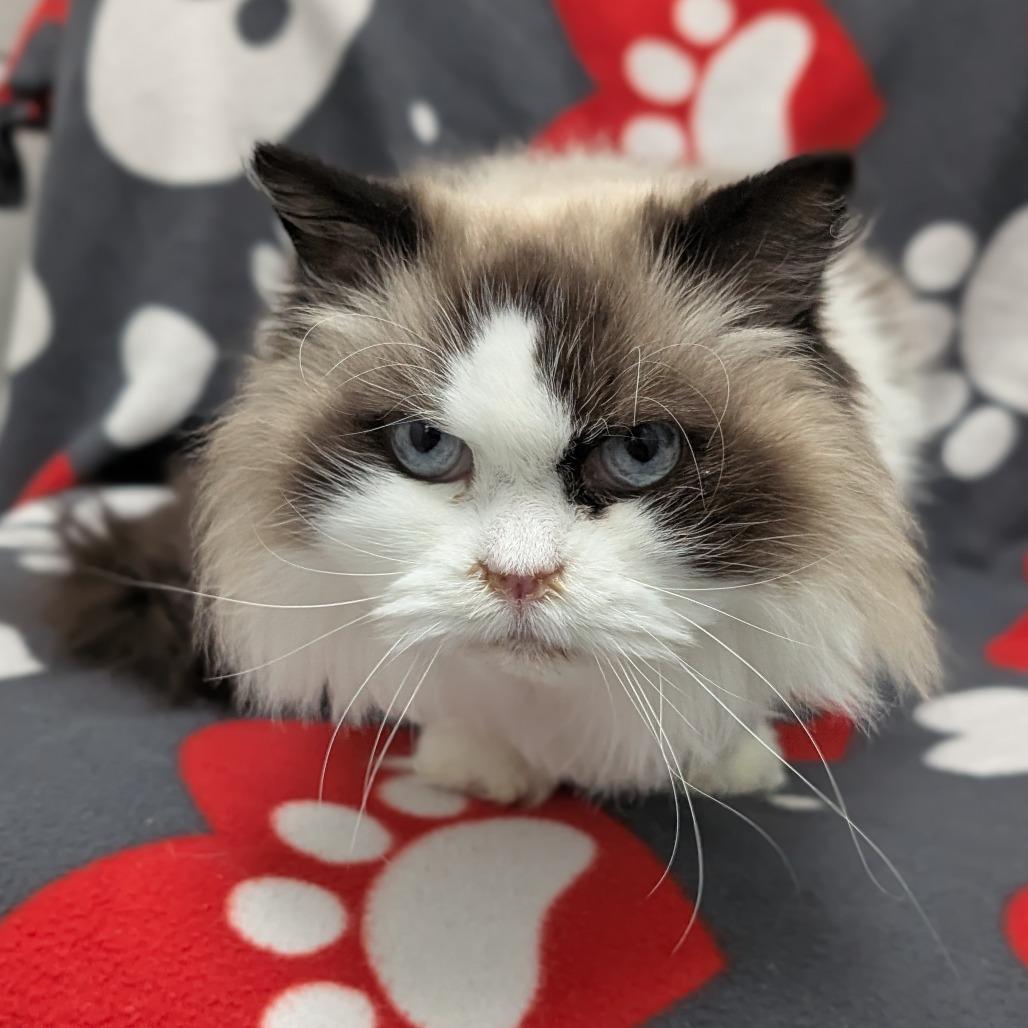 Maggie May, Adoptable, Senior Female Ragdoll & Domestic Short Hair.