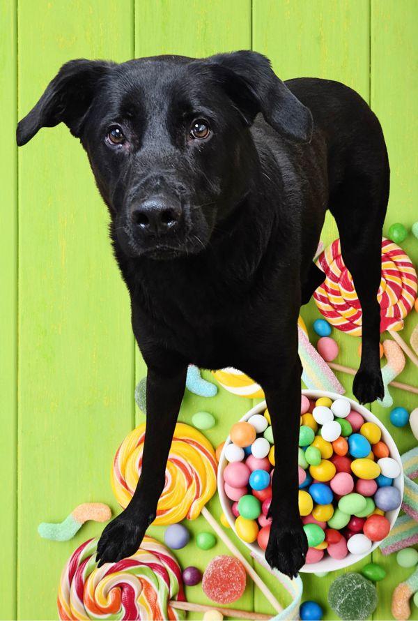 Mamba, Adoptable, Adult Male Labrador Retriever.