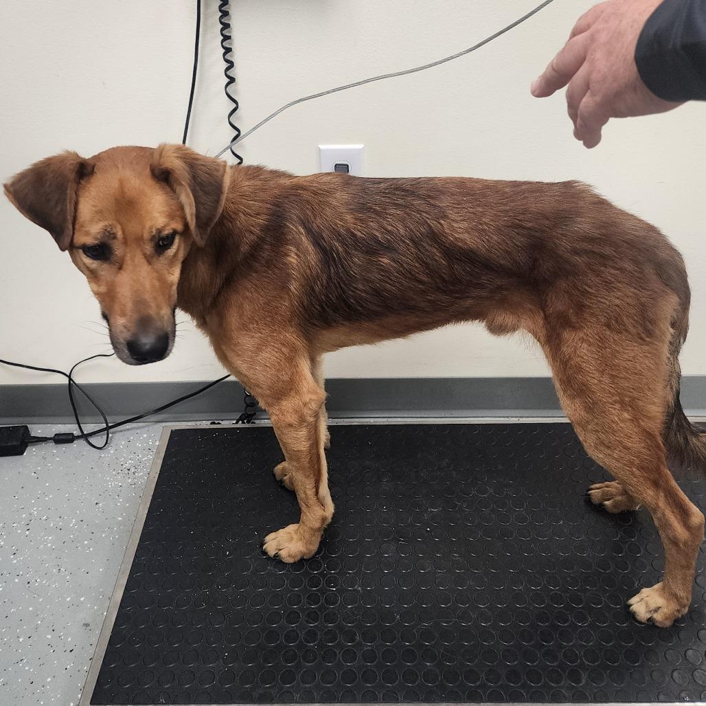 Habanero, Adoptable, Adult Male Mixed Breed.