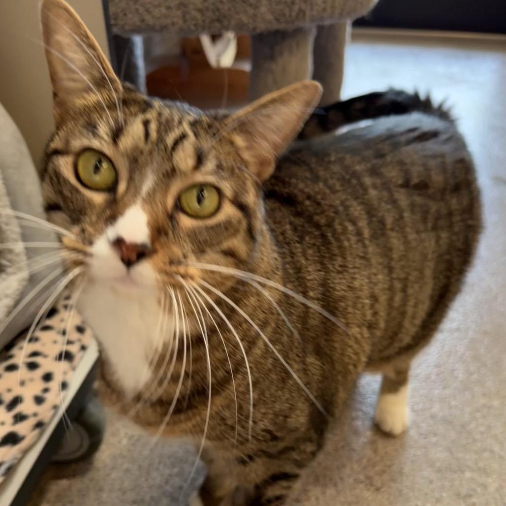 Florence, Adoptable, Senior Female Domestic Short Hair.