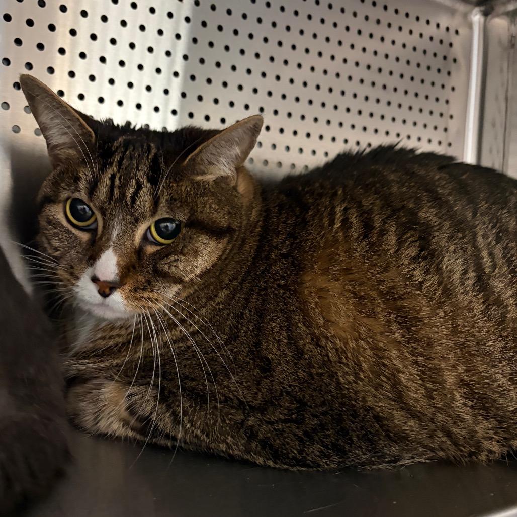 Florence, a Adoptable Domestic Short Hair in Sarasota, FL image 2/6
