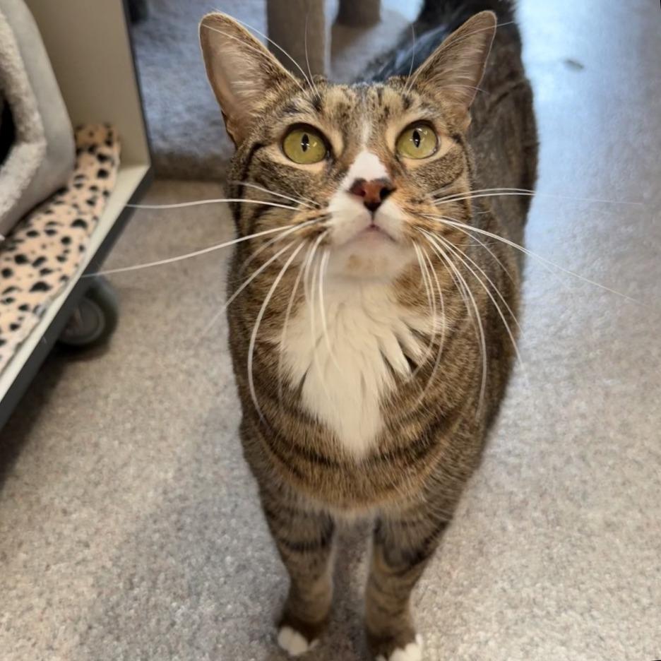 Florence, a Adoptable Domestic Short Hair in Sarasota, FL image 3/6