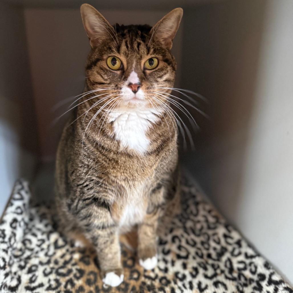Florence, a Adoptable Domestic Short Hair in Sarasota, FL image 4/6