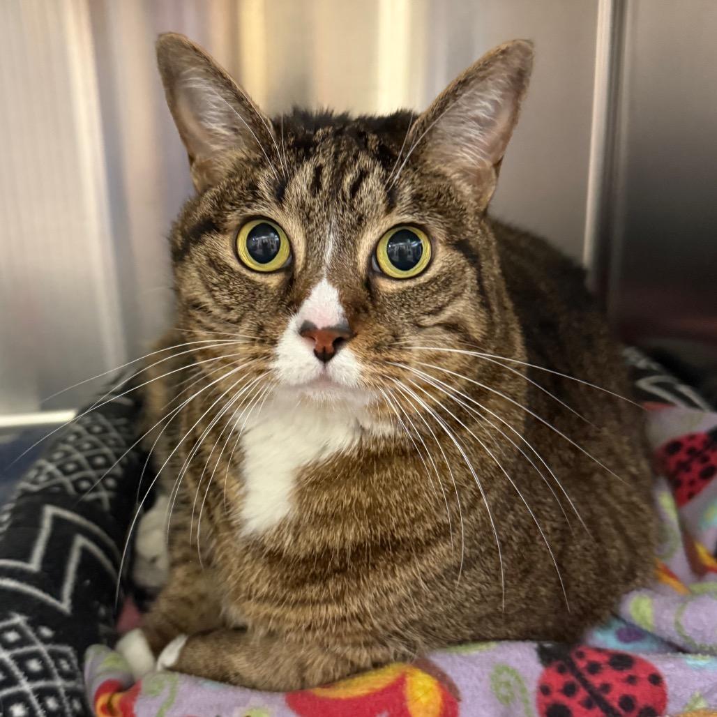 Florence, a Adoptable Domestic Short Hair in Sarasota, FL image 5/6