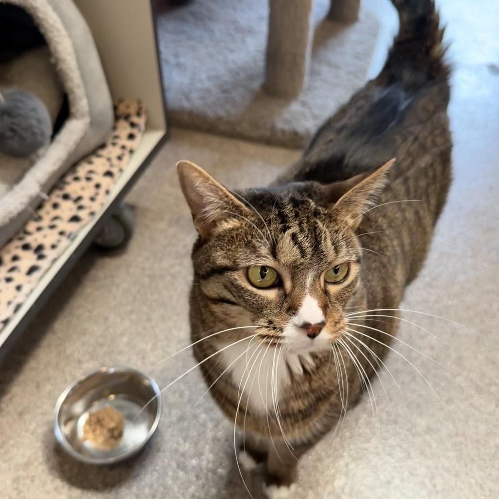 Florence, a Adoptable Domestic Short Hair in Sarasota, FL image 6/6