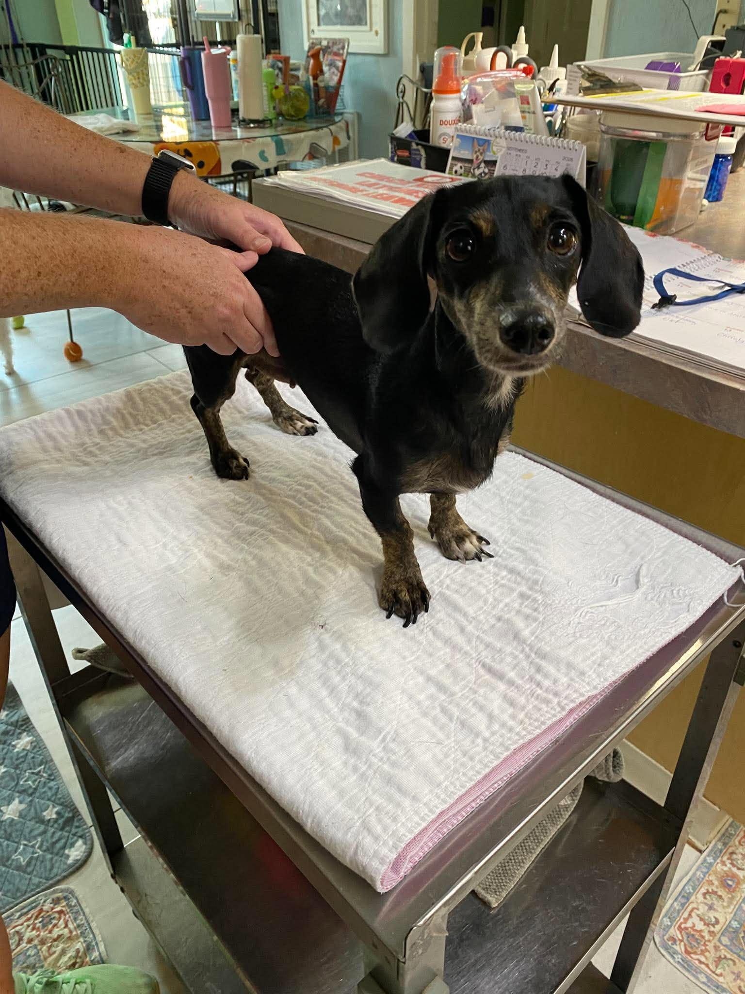 Short Stack (NOT YET AVAILABLE), Adopted, Adult Female Dachshund.