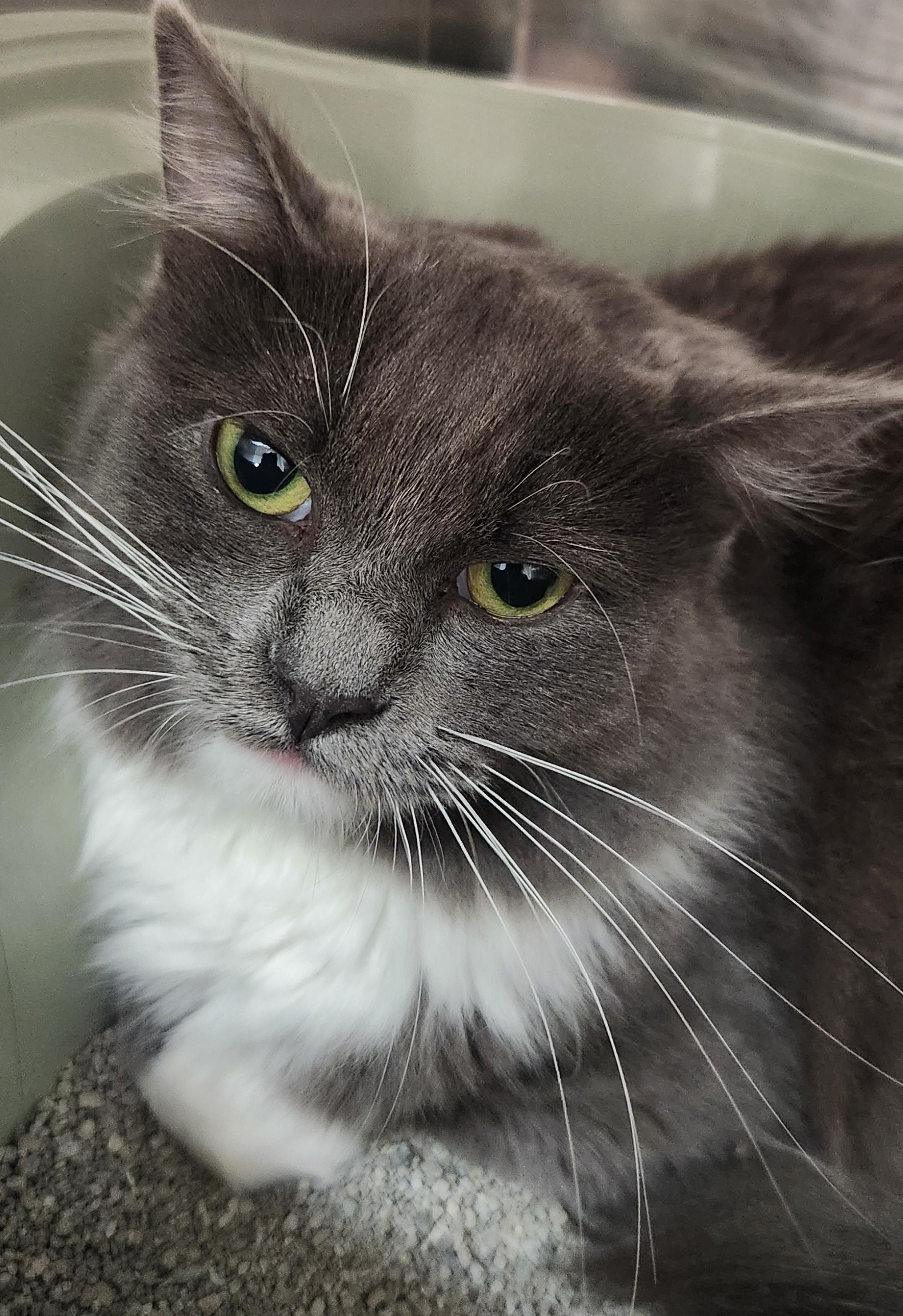 Enlarge Wolfie, an adopted Domestic Long Hair in San Antonio, TX image 1/1