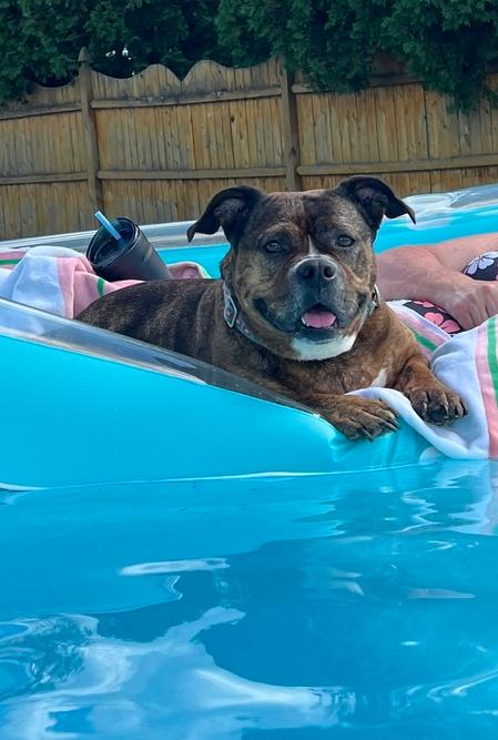 Shawny, a Adoptable mixed breed in Wenonah, NJ image 1/5