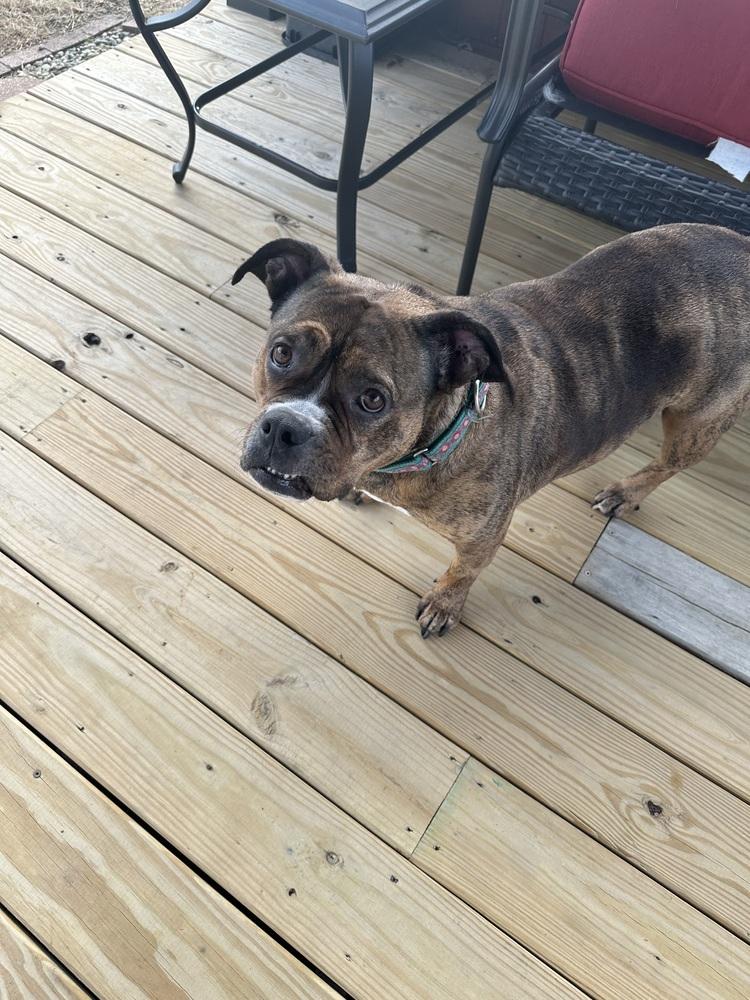 Shawny, a Adoptable mixed breed in Wenonah, NJ image 1/6