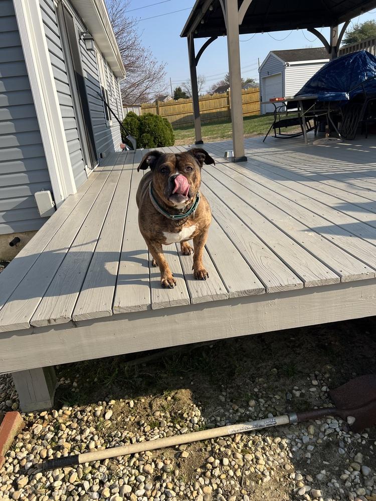 Enlarge Shawny, a Adoptable mixed breed in Wenonah, NJ image 1/5