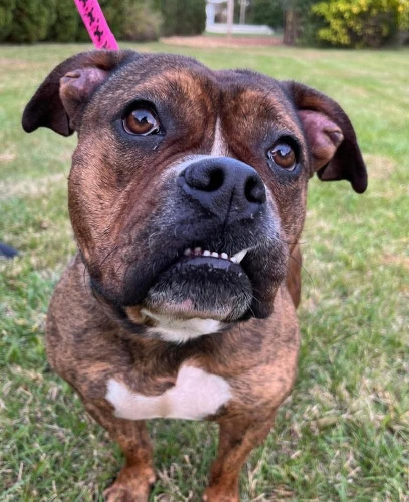 Shawny, a Adoptable mixed breed in Wenonah, NJ image 2/6