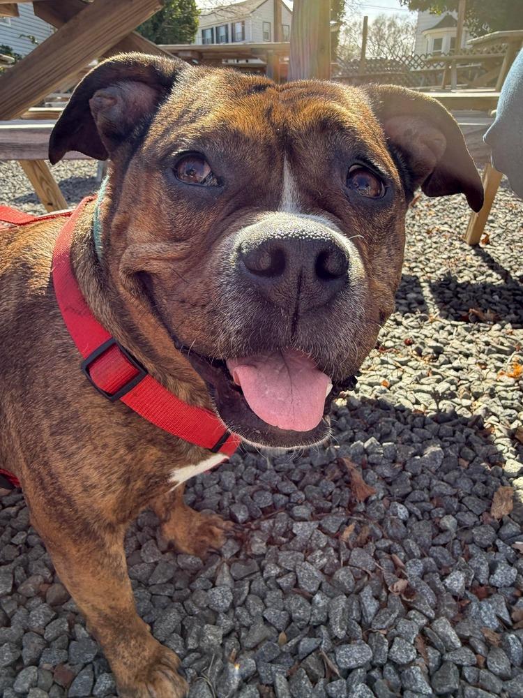 Shawny, Adoptable, Adult Female American Bulldog & Pit Bull Terrier.