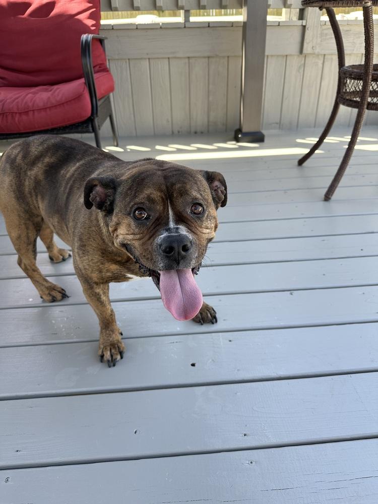 Enlarge Shawny, a Adoptable mixed breed in Wenonah, NJ image 2/6