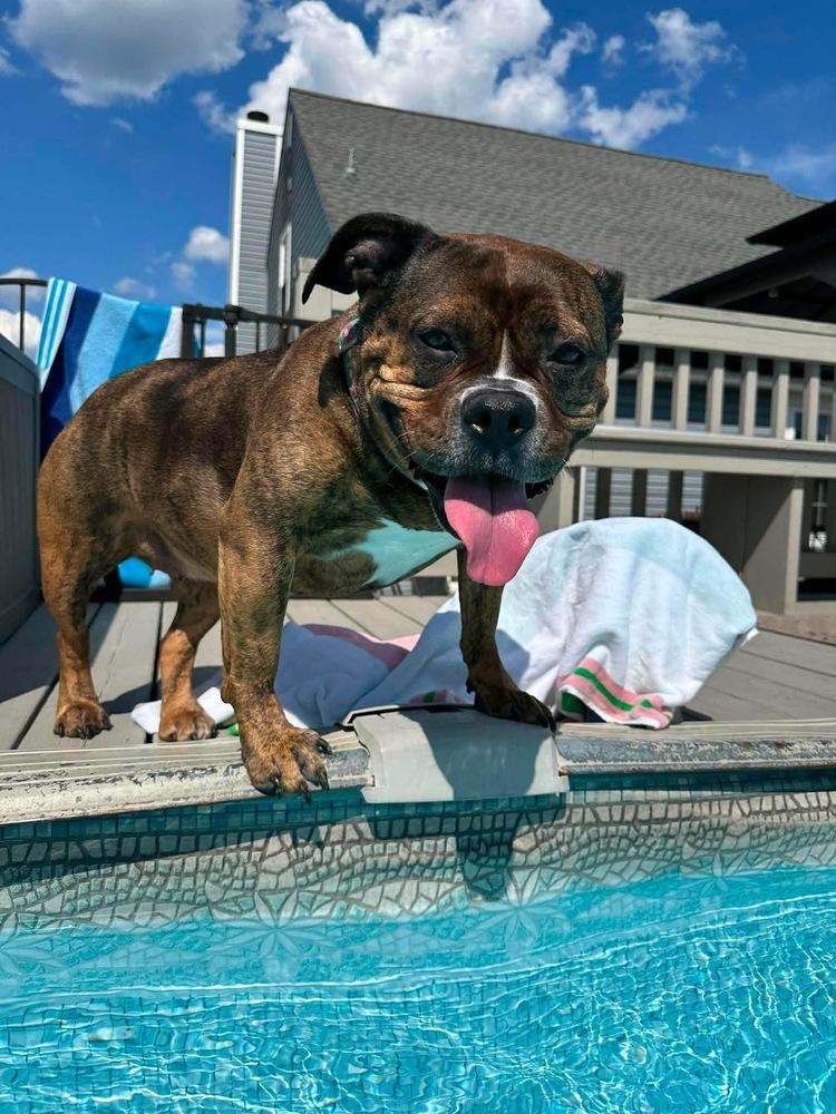 Shawny, a Adoptable mixed breed in Wenonah, NJ image 2/5