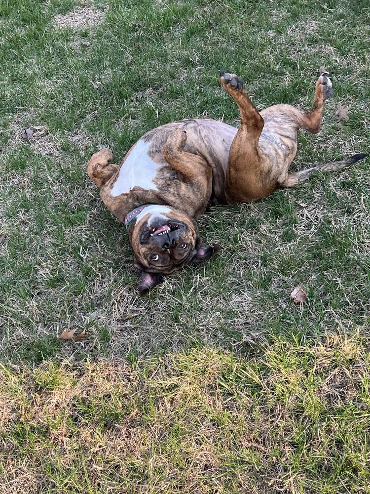 Enlarge Shawny, a Adoptable mixed breed in Wenonah, NJ image 2/5