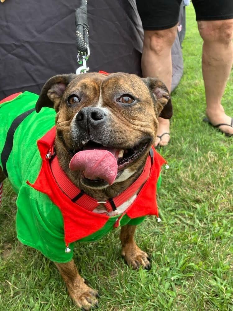 Enlarge Shawny, a Adoptable mixed breed in Wenonah, NJ image 1/3