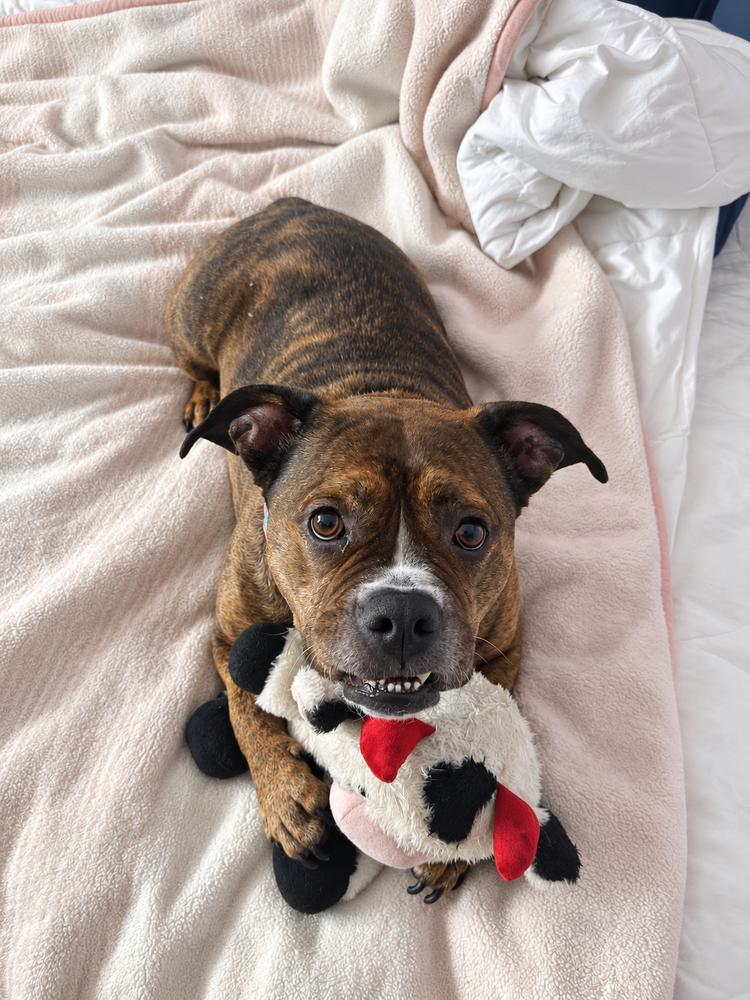 Shawny, Adoptable, Adult Female American Bulldog & Pit Bull Terrier.