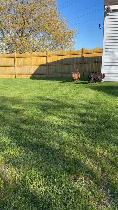 Enlarge Shawny, a Adoptable mixed breed in Wenonah, NJ video 5/6