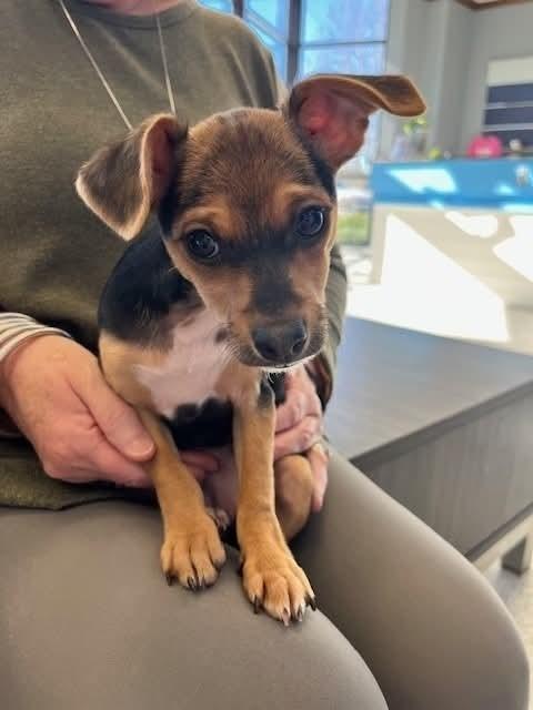 Peppermint Patty, Adoptable, Puppy Female Chihuahua.