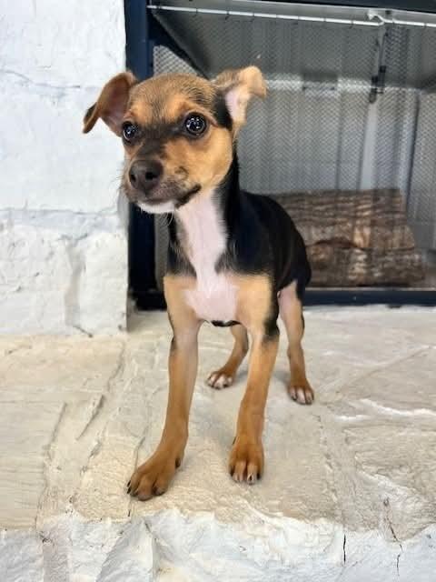 Enlarge Peppermint Patty, a Adoptable mixed breed in Wolcott, CT image 2/6