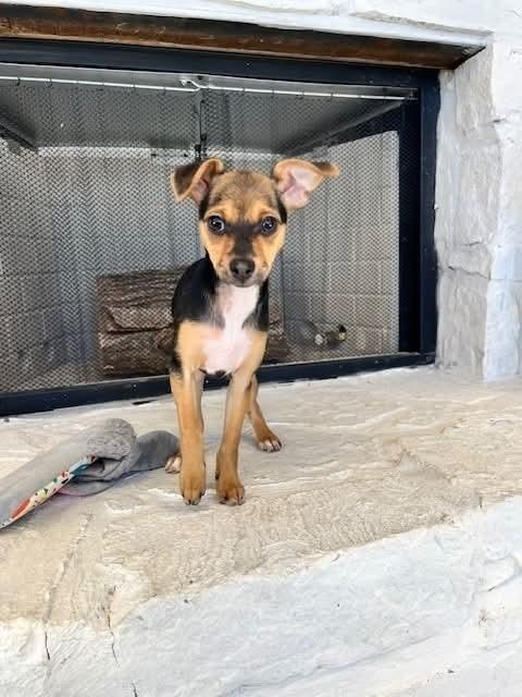 Enlarge Peppermint Patty, a Adoptable mixed breed in Wolcott, CT image 3/6