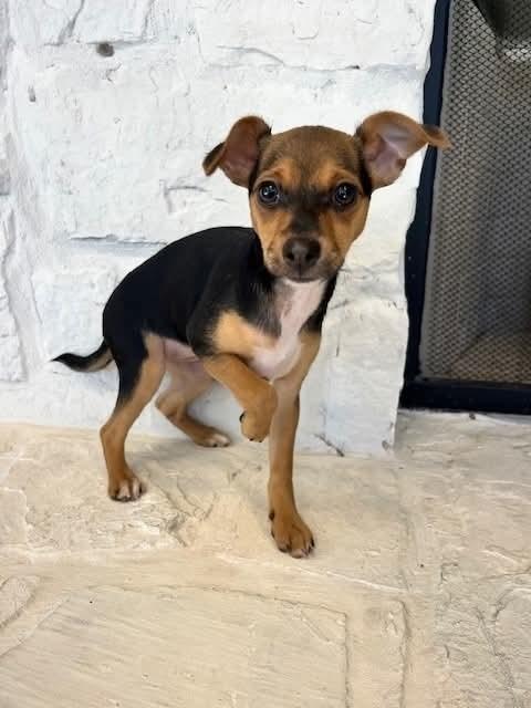 Enlarge Peppermint Patty, a Adoptable mixed breed in Wolcott, CT image 4/6