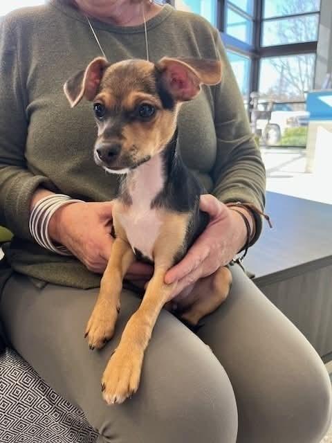 Enlarge Peppermint Patty, a Adoptable mixed breed in Wolcott, CT image 5/6