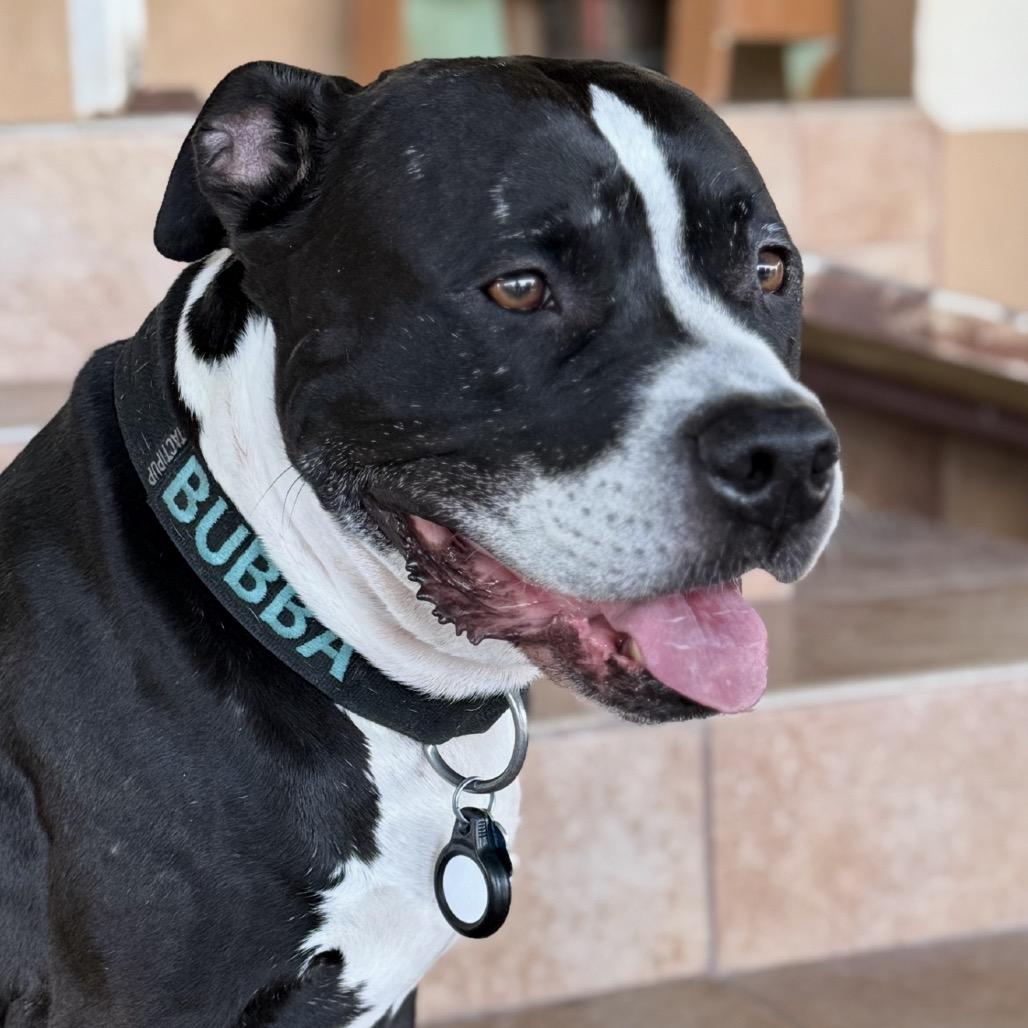 Bubba, Adoptable, Adult Male American Staffordshire Terrier.