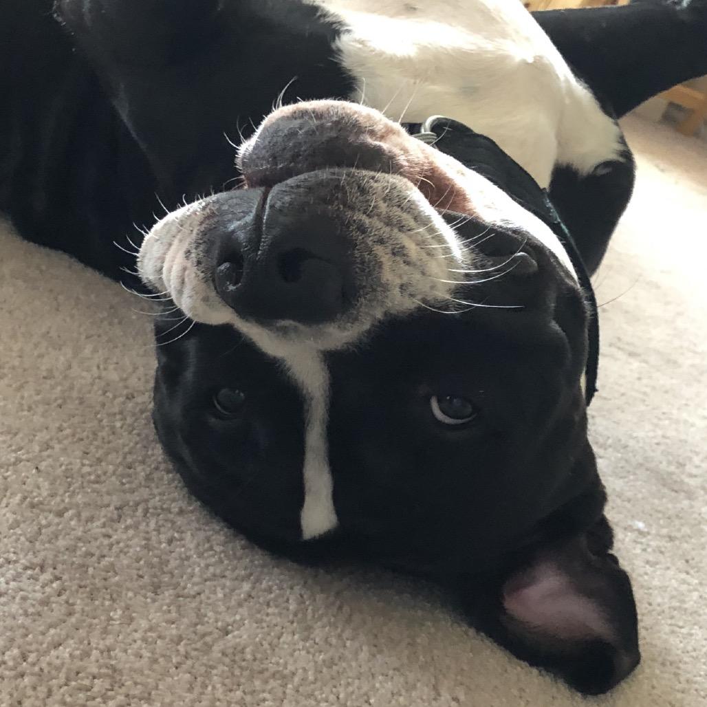 Enlarge Bubba, a Adoptable American Staffordshire Terrier in Dallas, TX image 2/6