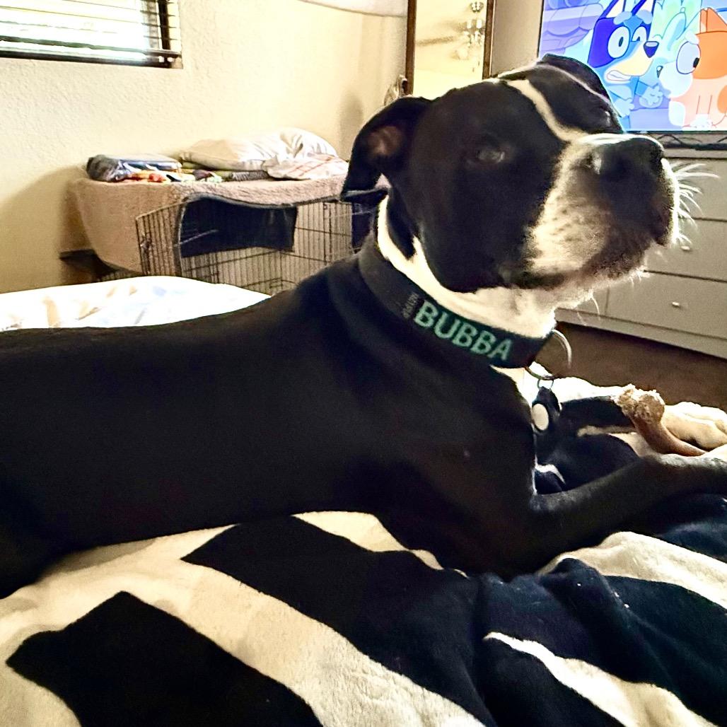 Enlarge Bubba, a Adoptable American Staffordshire Terrier in Dallas, TX image 6/6