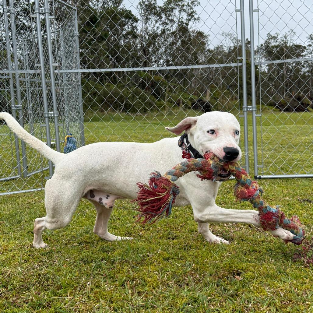 Enlarge Odey, a Adoptable Mixed Breed in Volcano, HI image 1/6