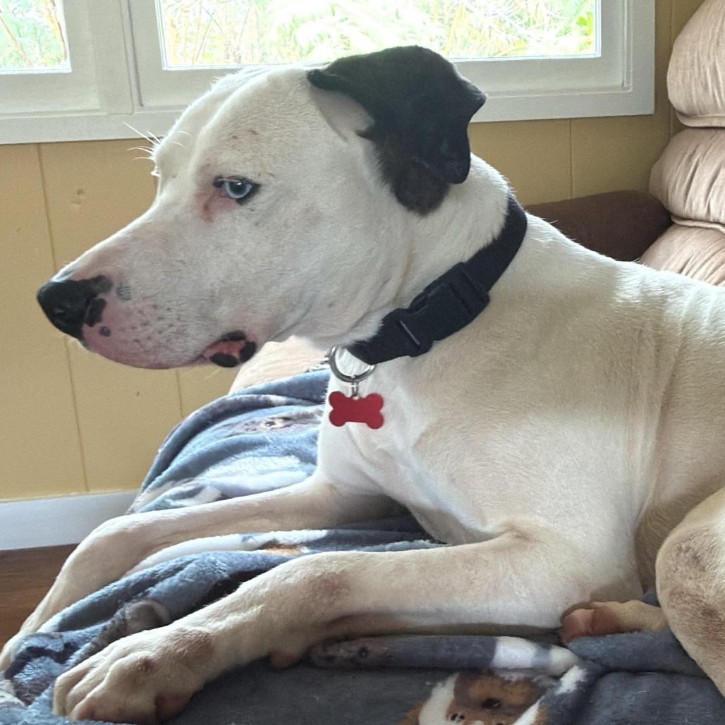 Enlarge Odey, a Adoptable Mixed Breed in Volcano, HI image 2/6