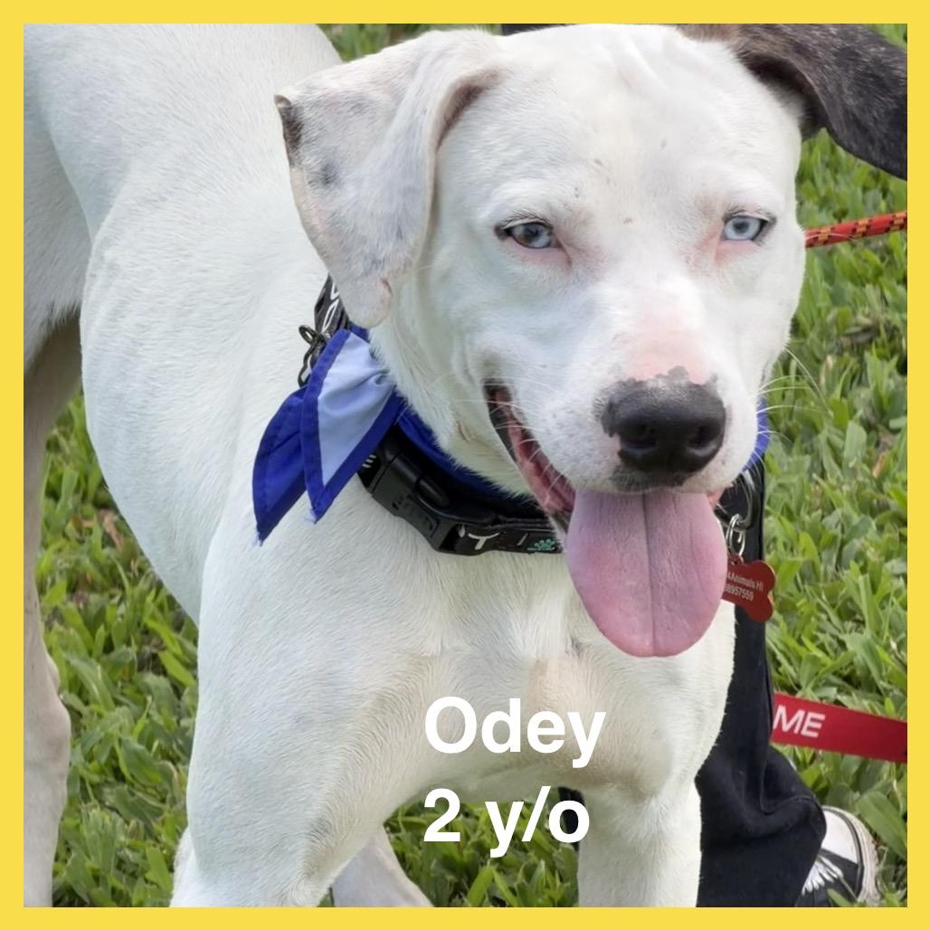 Enlarge Odey, a Adoptable Mixed Breed in Volcano, HI image 4/6