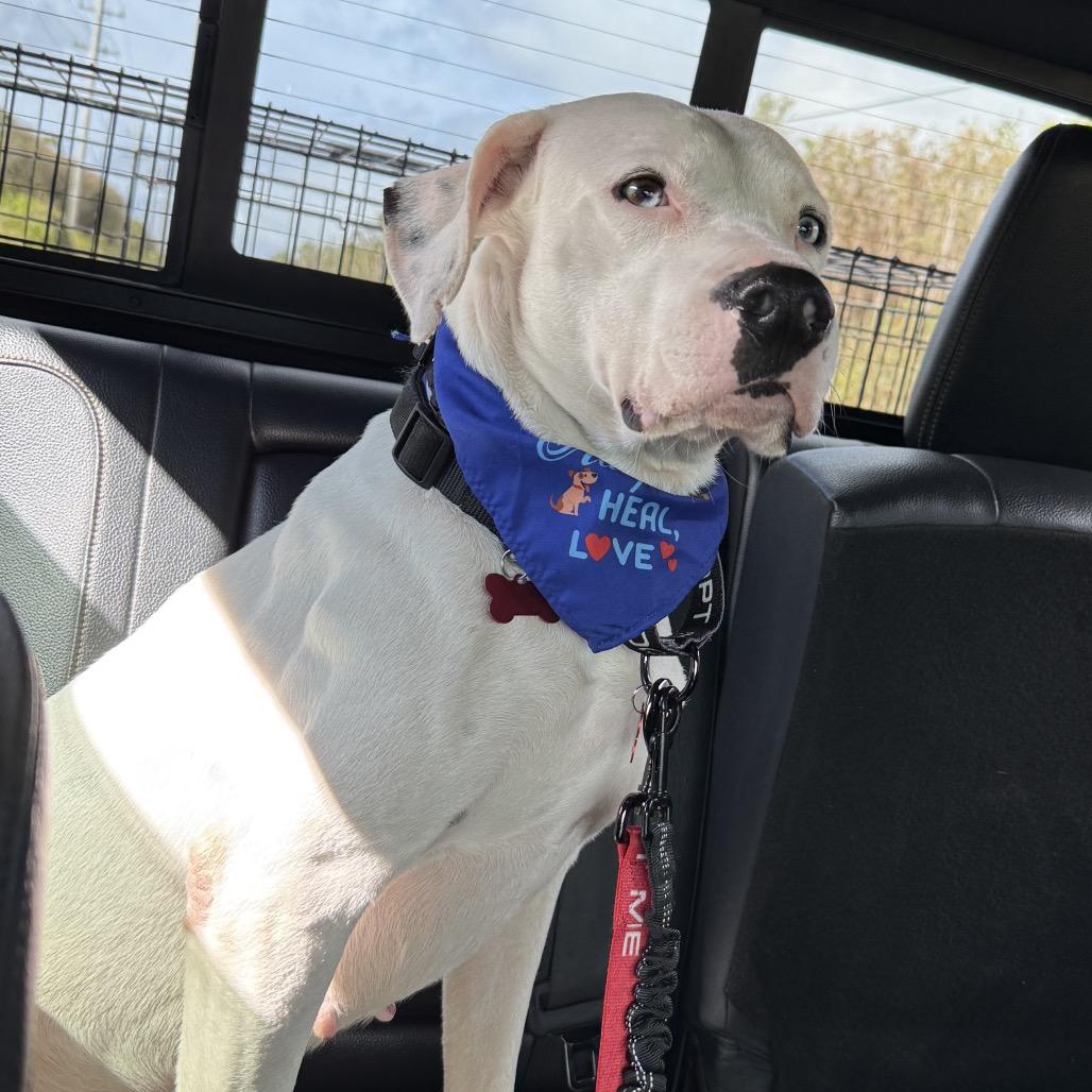 Enlarge Odey, a Adoptable Mixed Breed in Volcano, HI image 5/6