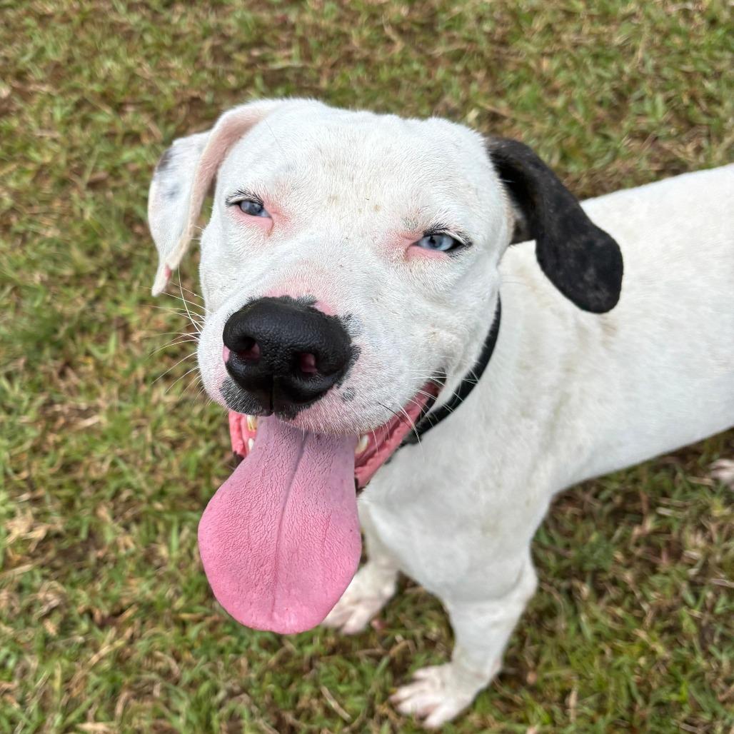 Enlarge Odey, a Adoptable Mixed Breed in Volcano, HI image 6/6