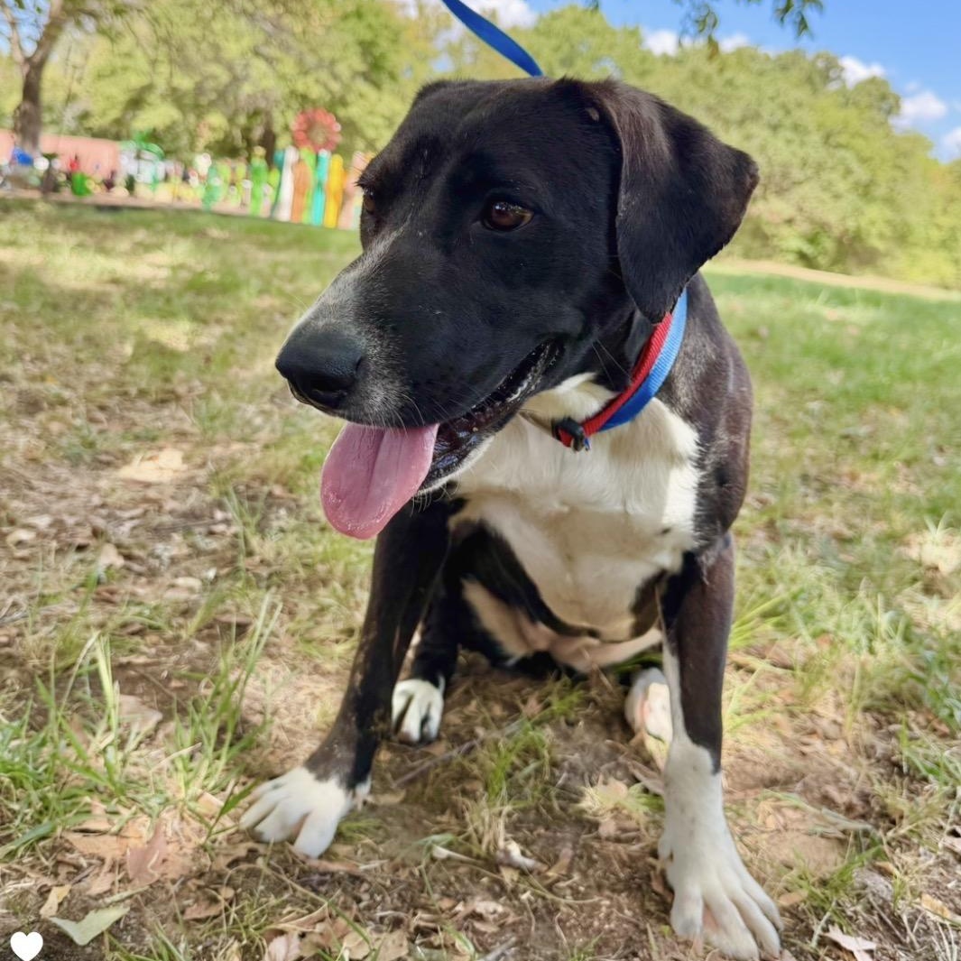 Enlarge Bindee Lou, a Adoptable mixed breed in Herndon, VA image 2/6