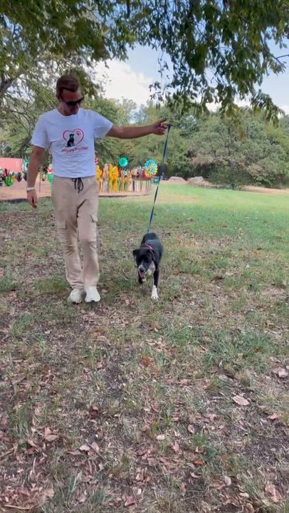 Enlarge Bindee Lou, a Adoptable mixed breed in Herndon, VA video 4/6